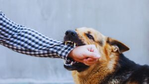 Aggressive German Shepherd dog biting human arm in black-and-white checkered sleeve, mouth clamped on fist, against gray wall.