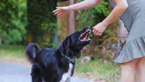 Level 4 dog bite settlement in Calgary and Southern Alberta: understanding value, proof, timelines, and real-world compensation ranges for serious dog attacks