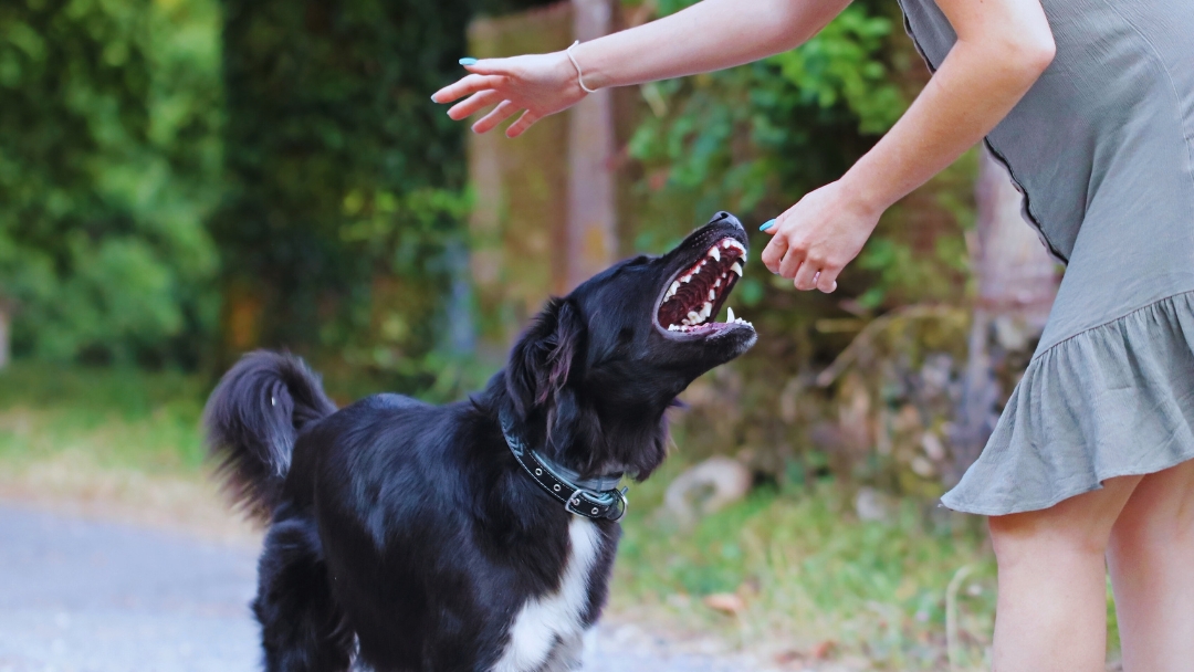 Level 4 dog bite settlement in Calgary and Southern Alberta: understanding value, proof, timelines, and real-world compensation ranges for serious dog attacks